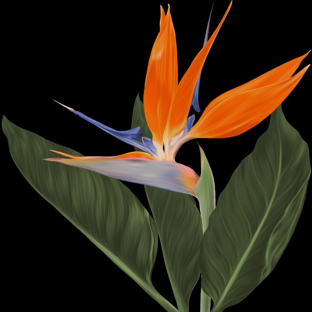 bird of paradise
