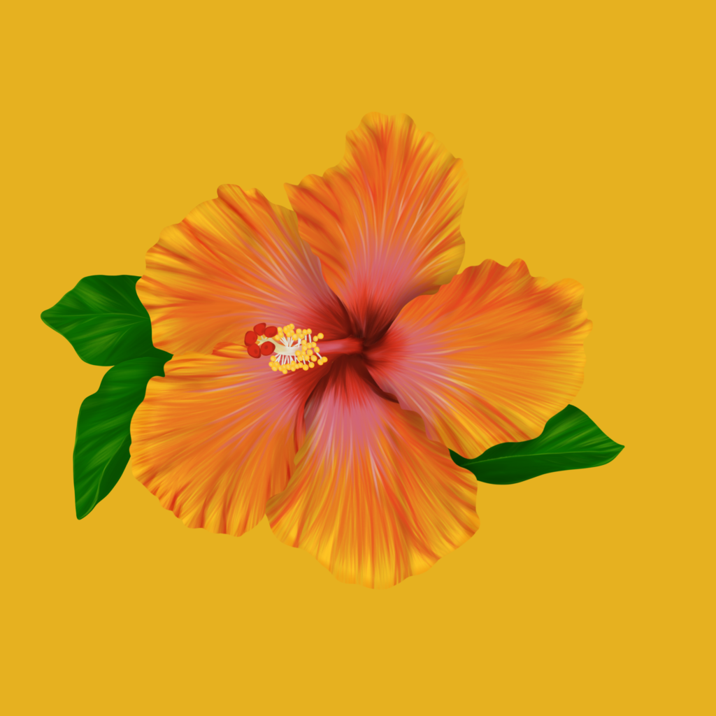 hibiscus yellow