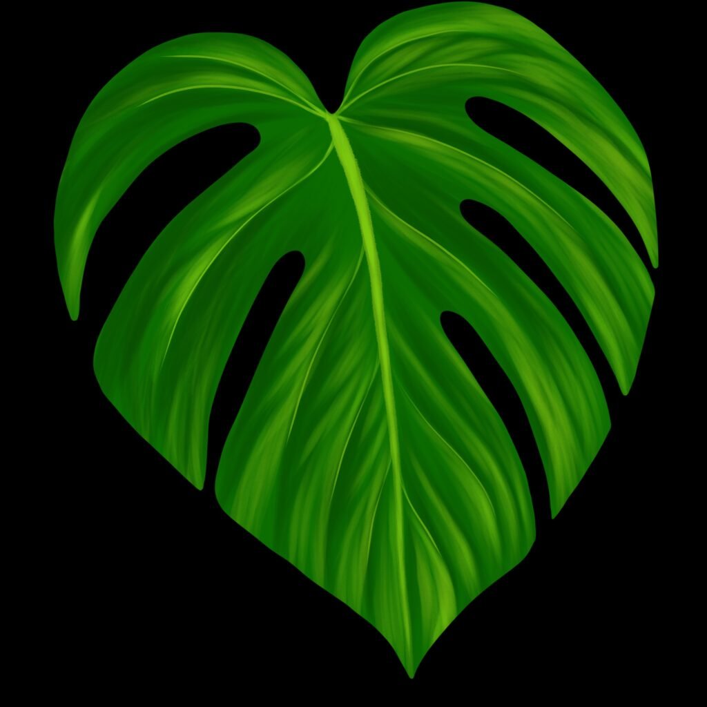 monstera