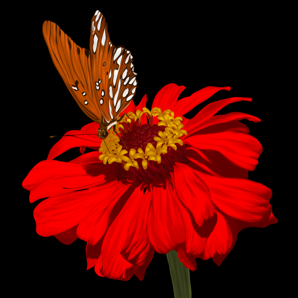 red zinnia & butterfly